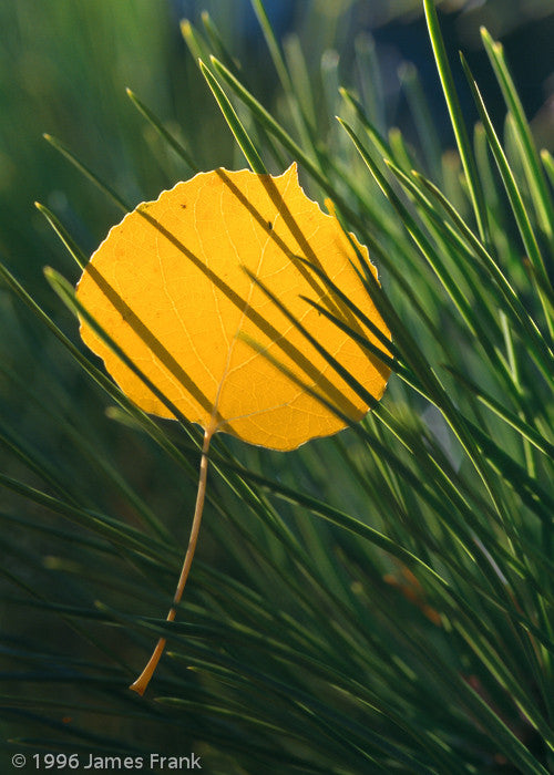 Greeting Card Aspen Leaf